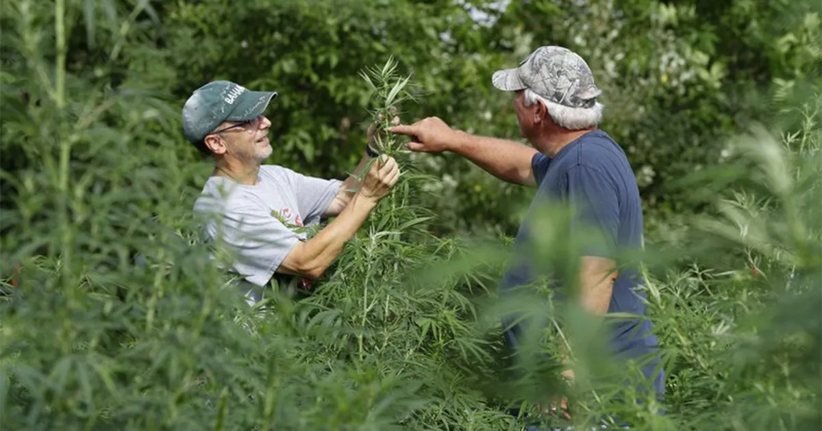 ap-dennings-crabill Michigan industrial hemp field AP photo of Jeff Dennings and our editor, Dave Crabill Michigan industrial hemp field